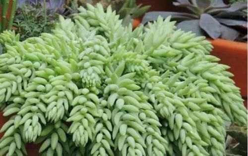 秋丽秋丽|4种漂亮多肉,好看又好养,容易出状态,价格便宜,适合新手