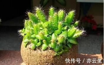 这3种“水果核”别扔,把它扔盆里,10天成盆栽,比花美10倍