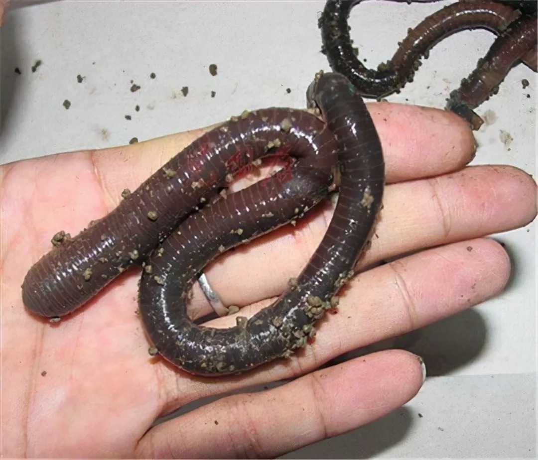 浮漂|学会挂蚯蚓调漂的小技巧,可钓钝,可钓灵,信号清晰鱼口准