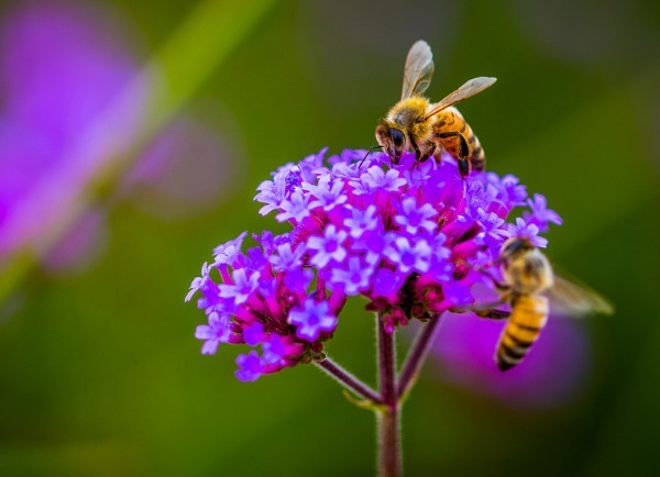 马鞭草怎么养护开花多以下3个方面多注意,马鞭草开花轻松爆盆