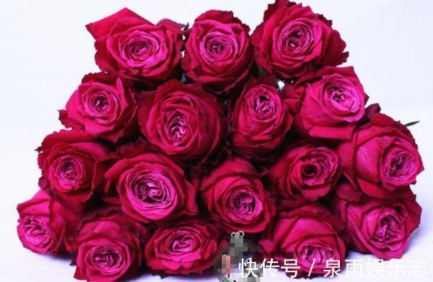 玫瑰|热爱菊花,不如养盆“优良玫瑰”香格里拉,花开美艳,芳香四溢