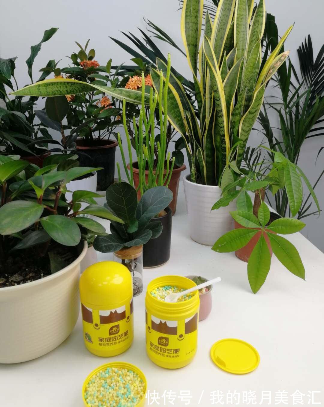 家里养发财树,这3点要注意了,就能猛长叶子,不烂根