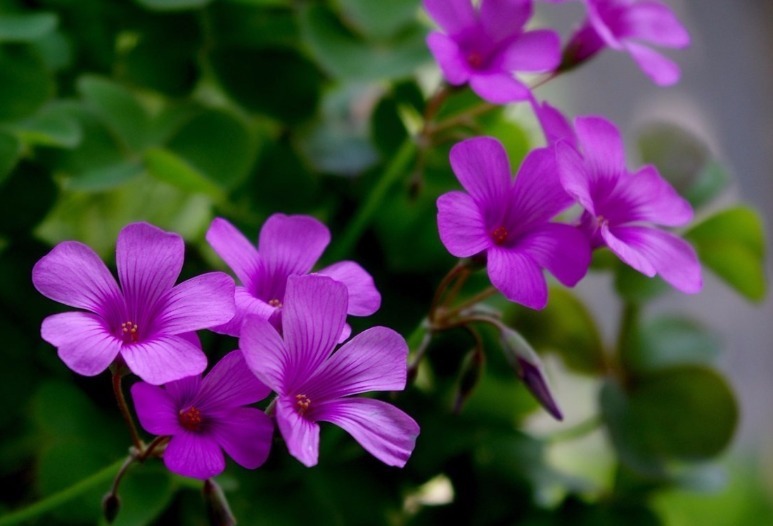 喜欢在家中养护花卉，就选择5种花，好养又漂亮，开成百花园！