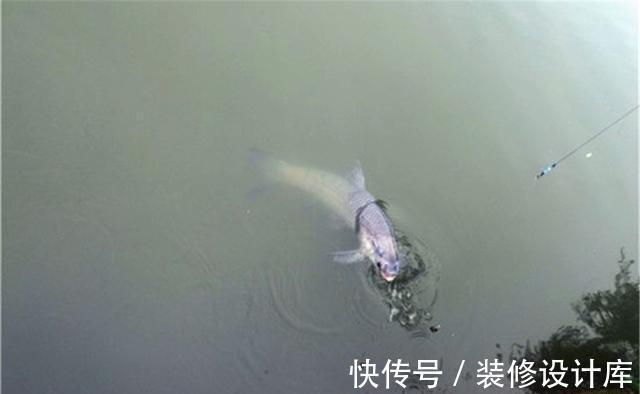 子线|野钓大鱼,这样调漂效果不错,铅坠悬浮状态的最钝调漂方法