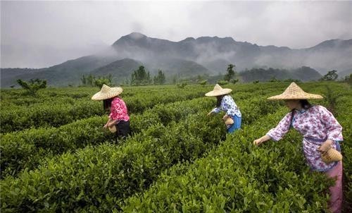 项丽|怡新祥创始人项丽:打破中国茶企敌不过英国立顿的魔咒