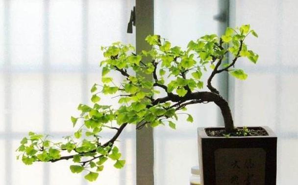 盆栽|这3款植物特适合居家盆栽,时间越久价值越高,还容易养活