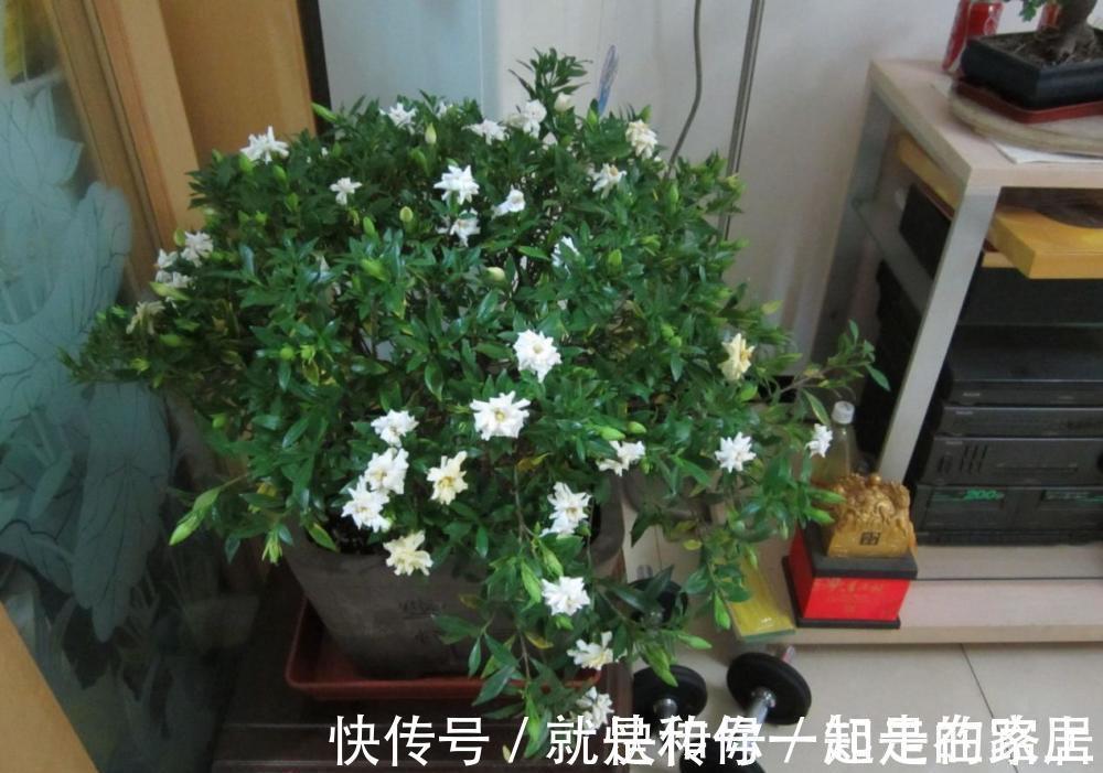 幸福树幸福树|喜欢养花,盆栽这6种植物得先“摸底”,弄清楚它们喜欢什么