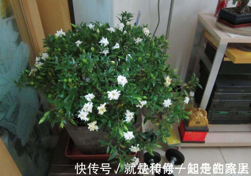 幸福树幸福树|喜欢养花，盆栽这6种植物得先“摸底”，弄清楚它们喜欢什么