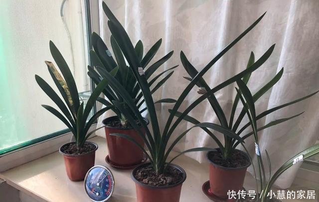 虎皮兰|这5种花不过时,深受阳台党的喜爱,首次养花可参考