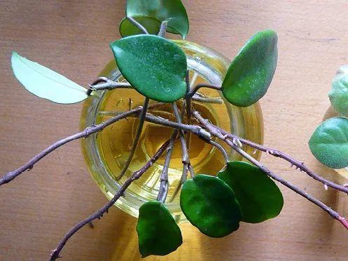 茉莉花扦插有机关,砍这一段枝条,插土里3天就活!