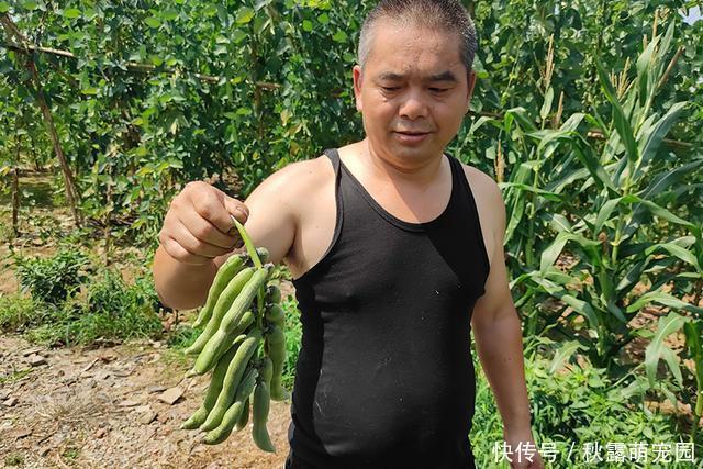 南方|马上大量上市,果实却含小毒,南方很多人爱吃,8元一斤热销