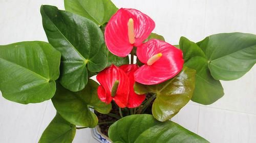 潮湿|养花浇水很关键,5种花的浇水方法,你也成为养花高手