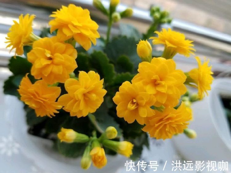 “优良玫瑰”土星王阳台,丰腴婀娜,清香袭人,可以说是养花必备