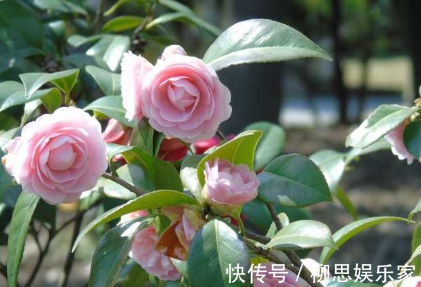 生长发育|茶树只长叶子却不开花,学会这些方法,茶花爆满枝头