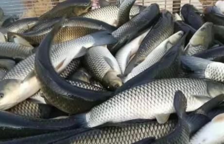 冬天吃鱼，专挑4种鱼，应季而食营养高味道好，买的都是聪明人！