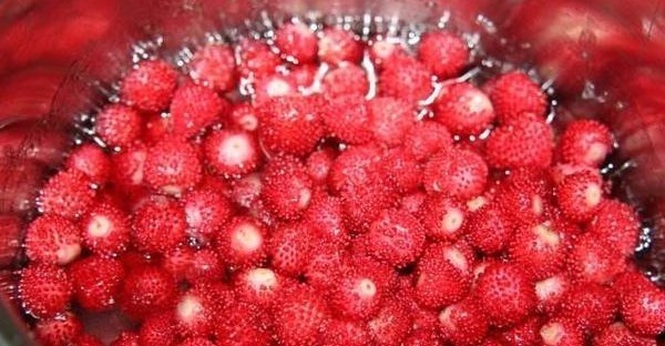 小时候|乡下茅房边的“野草莓”,小时候摘了不敢吃,殊不知营养价值很高