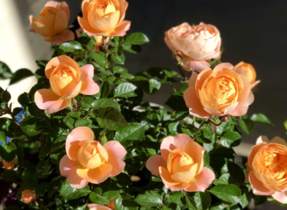 土壤|这3样堪称花界劳模,好活、花量大,一开花就停不下来