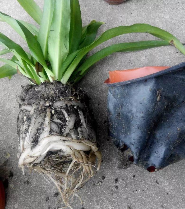 扦插|不用扦插,养花1盆变10盆,把根一掰,成活率翻倍!