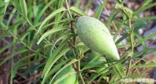 野草|乡下一种不起眼的野草,竟是中医界的“珍宝”,遇到就采摘回家吧