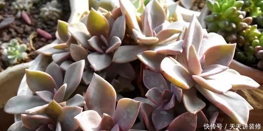 南北方多肉植物越冬，做好以下几点轻松搞定