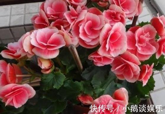“耐阴”的3种花,枝条“掐下来”,往土里“插2根”,10天生根!