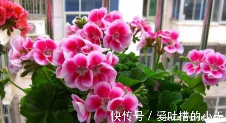 叶片|4种花养家里,福旺运旺财更旺,花开不断,还能旺财!