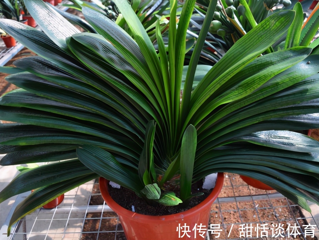 5种“养人花”，你养着它，它也养着你，家里空气清新，人健康