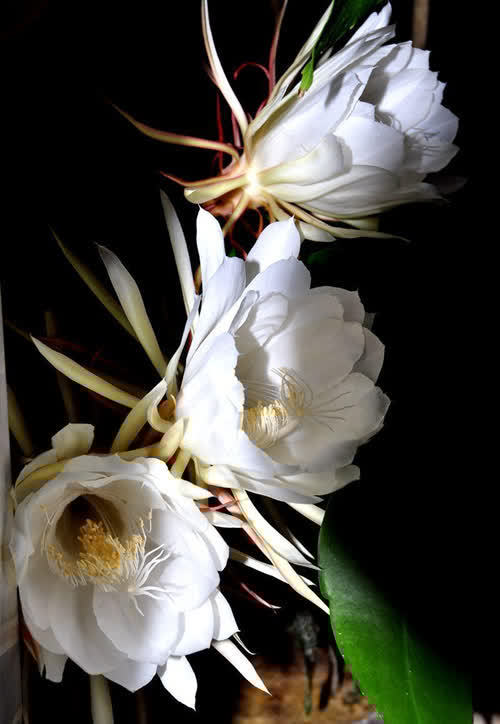 6种新手不要轻易尝试的植物，有需要特别注意的点，学一学