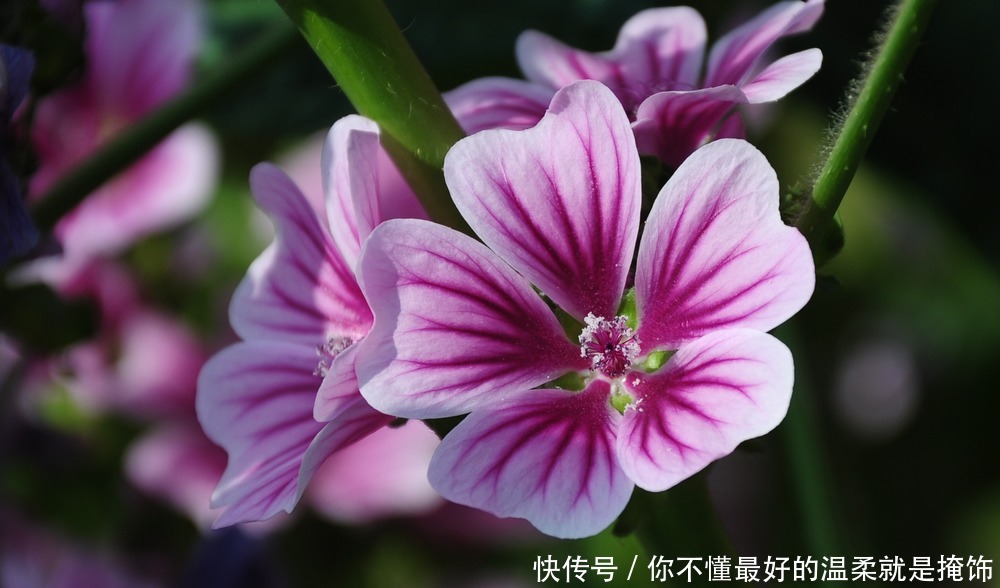 锦葵|此花作为一种观赏植物,既讽刺又有独特的风味,象征日久生情的爱