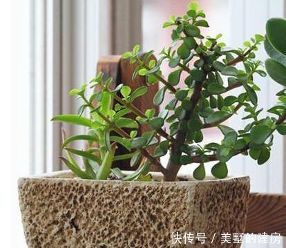 漂亮|养金枝玉叶,一个小方法,一片叶子都不掉,长得枝繁叶茂又漂亮