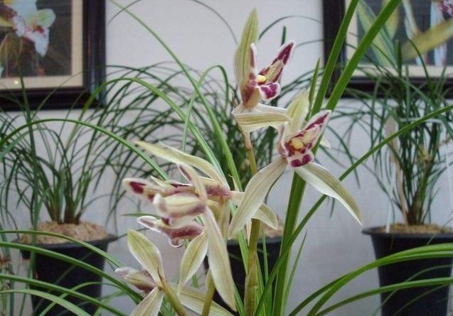 如何让兰花根壮做好这3点养护,兰花根壮叶茂花香浓郁!