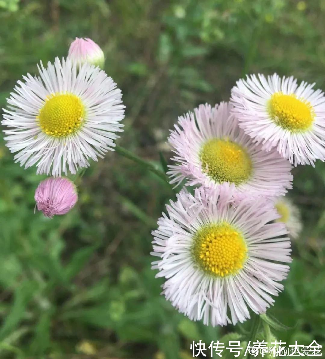 马缨丹|不能小看入侵植物，看到后要立马拔掉，留着就是祸害