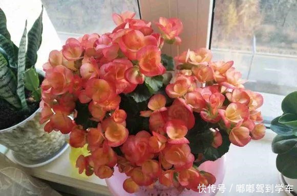 公认“最难养”的3种花,养一盆死一盆,看看你家有没有!