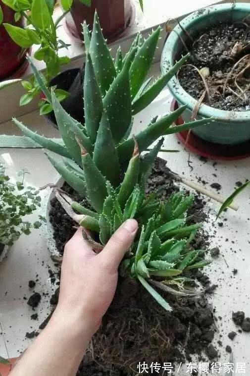 浇水|秋天养芦荟,4个小技巧,花箭一米高,冒芽20多,又壮又肥