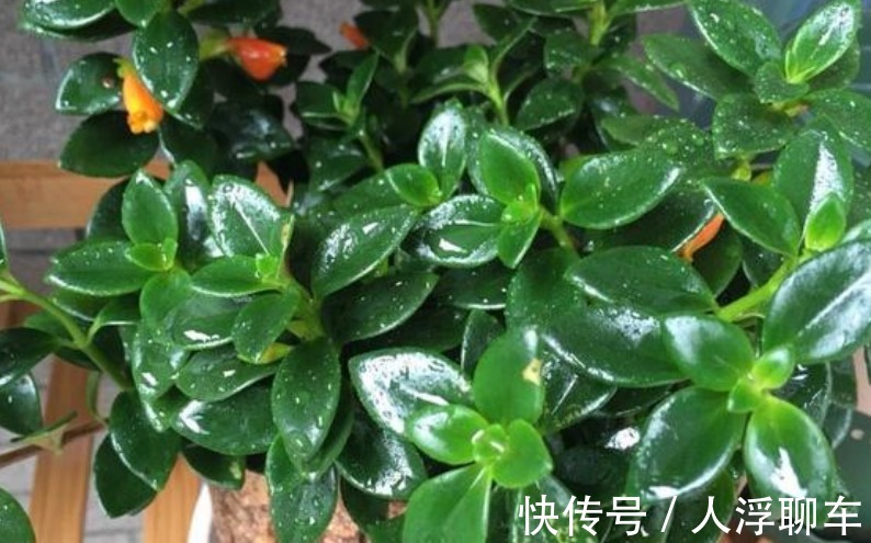 观赏性|新型室内盆栽植物,比绿萝还好养,花叶俱美,三季开花,值得拥有