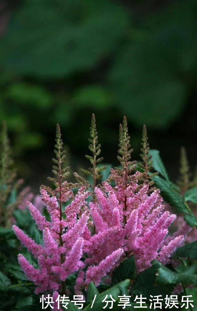 阴生花园的福音,美如新妇的落新妇!