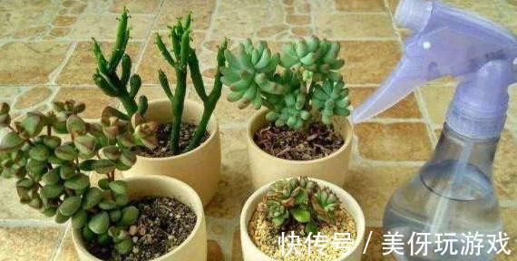 多肉易烂根，只需3招轻松解决，掌握3个浇水技巧，不烂根