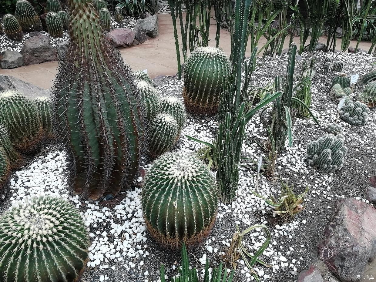 带上家人逛天然氧吧打卡成都植物园