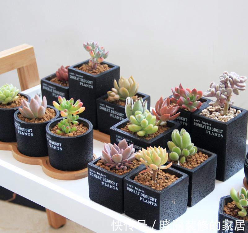 超实用新手指南,普货养出贵货范,美多肉都是虐出来的