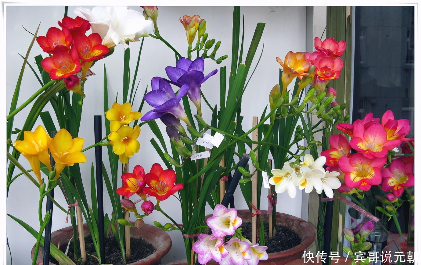 大色|4种自带“体香”的花，花大色艳香气足，阳台养一盆，人人闻香气