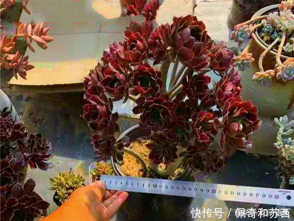 普货|12种值得珍藏的多肉,越老越美丽,养成老桩才值钱