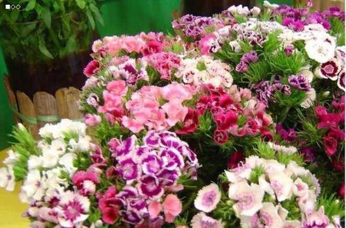 1米宽的防盗窗,照样能养5种花,开花一茬接一茬,谁见了都夸美