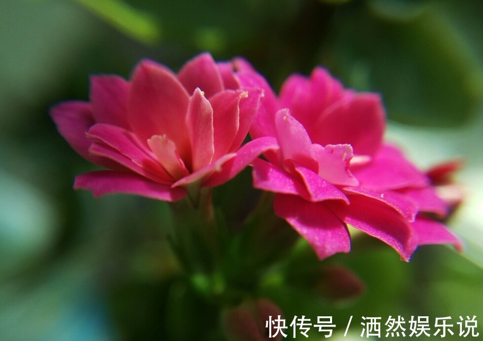 新手|新手养长寿花，做好3个小技巧，花苞猛长不停，养一盆爆一盆
