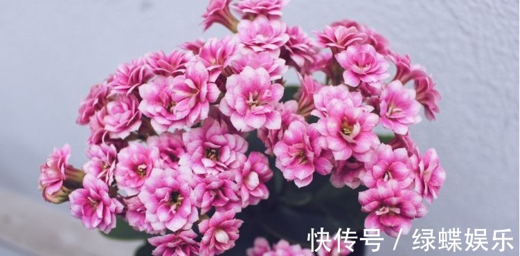 长寿花养护小技巧,这样养,长寿花开满整个花盆,深受花友的喜爱