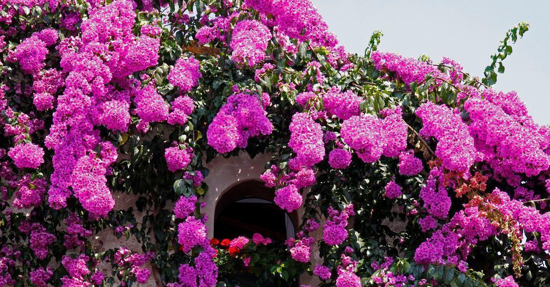 花芽|三角梅控水促花真有必要吗?别再“折腾”了,做好这三点才是关键