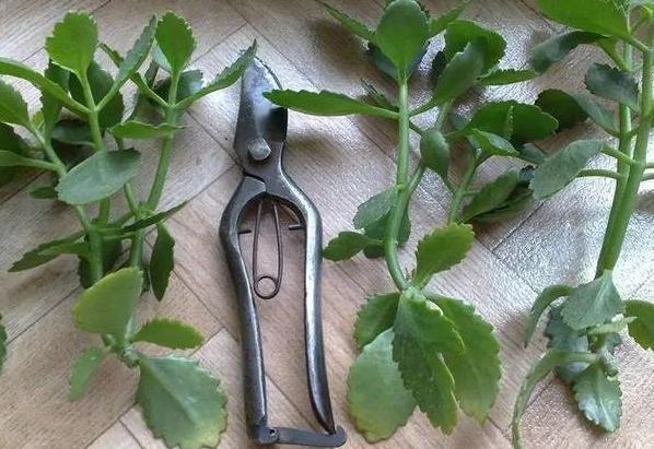 养花宝|厨房里的它是''养花宝'',扦插植物、浇花,可取代生根剂