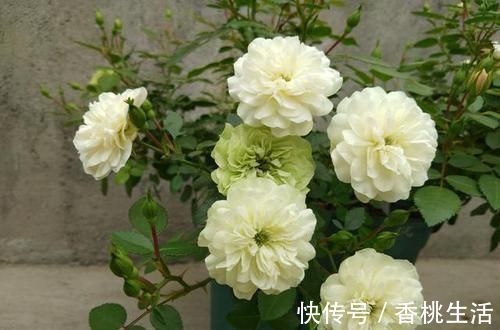 推荐新手养的4种花，全年都开花，花量巨大，气味芬芳