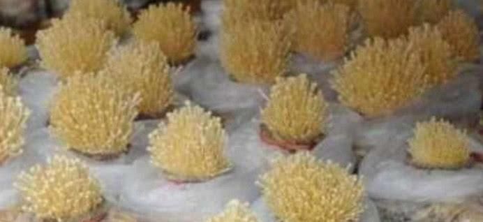 免费|金针菇的根部不要扔掉,让你不花一毛钱,吃上一年免费的金针菇