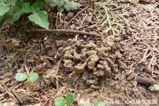 黄豆|什么废油、黄豆水都不如这种水,浇啥旺啥,是真正的“万能水”!