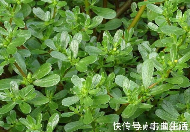 甲状腺结节|患上甲状腺结节,别忧虑!多吃这5种天然“散结药”,缩小结节